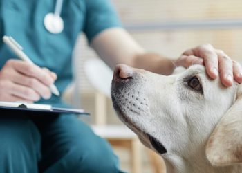 Veteriner Hekimlerden ek gösterge talebi