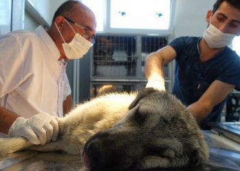 Veteriner Hekimler de ek gösterge talep ediyor