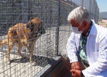 Veteriner Hekimler Unutulmasın Çağrısı