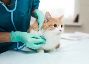 TVHB: “Ek gösterge düzenleme çalışmalarında Veteriner Hekimler unutulmasın”