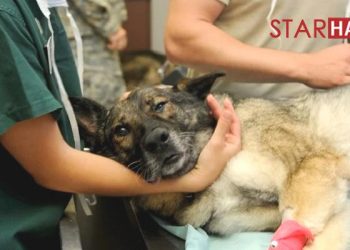 Veteriner Hekimler de ek gösterge talep ediyor