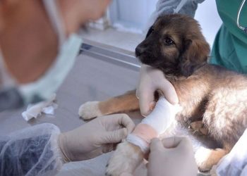 Veteriner Hekimler de ek gösterge talep ediyor