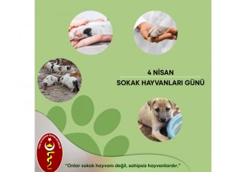“Onlar sokak hayvanı değil, sahipsiz hayvanlardır.”