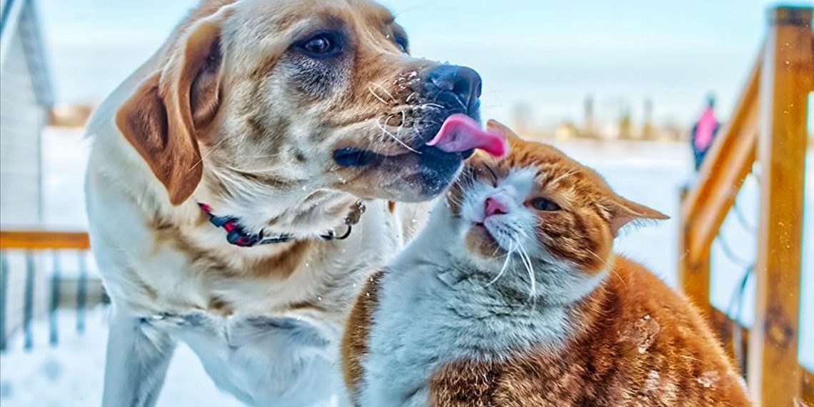 “Gelişmişlik düzeyi hayvanlara yapılan muameleyle anlaşılır”