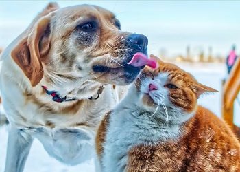 “Gelişmişlik düzeyi hayvanlara yapılan muameleyle anlaşılır”