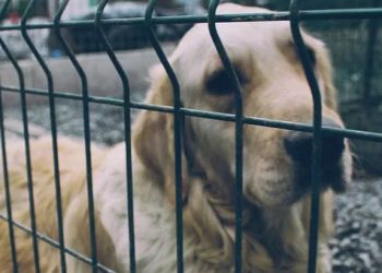 ‘Barınaklardan sahiplenin’