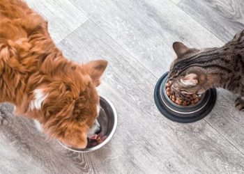 Evcil hayvanınızın mama kâsesindeki tehlike! Ne sıklıkla yıkıyorsunuz? ‘Evdeki en pis şey olabilir…’