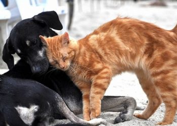 Eroğlu: Sistem Yeniden Gözden Geçirilmeli