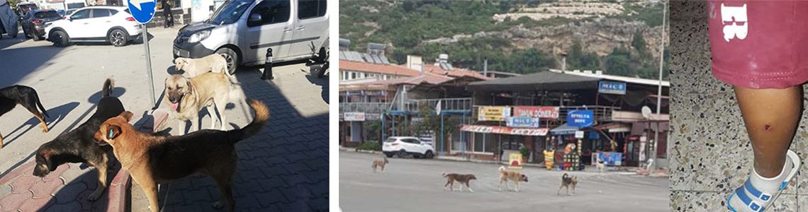 Bugün, “Sokak Hayvanları Günü”