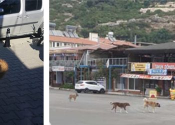 Bugün, “Sokak Hayvanları Günü”