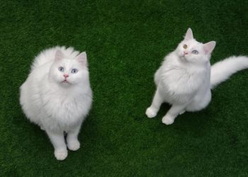 TVHB’den sokak hayvanları açıklaması: “Onlar sokak hayvanı değil, sahipsiz hayvanlardır”