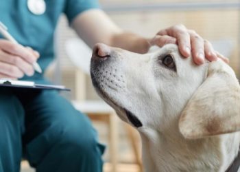 TVHB: “Onlar sokak hayvanı değil, sahipsiz hayvanlardır”