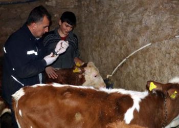 Veteriner Hekimlerden düzenli aşı uyarısı