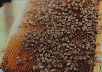 Türk Veteriner Hekimleri Birliği Başkanı Eroğlu’ndan “Dünya Arı Günü” mesajı