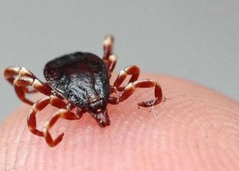 Veteriner Hekimler kenelere karşı vatandaşları uyardı