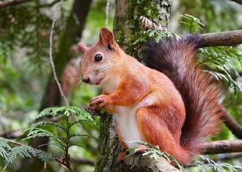 “Maymun çiçeği”nin bulaşmasında kemirgen uyarısı!