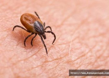 Kırsalda keneye dikkat!