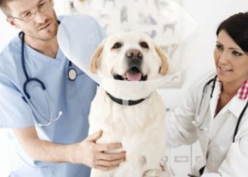 Veteriner Hekimlerden sağlıkta şiddet yasası kapsamına alınma talebi