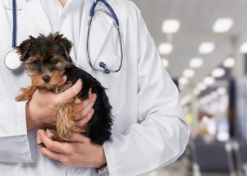 Veteriner Hekimler özlük hakları bakımından sağlık çalışanı kabul edilmek istiyor