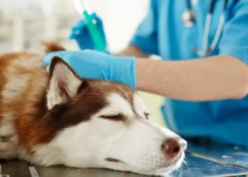 Veteriner Hekimler özlük hakları bakımından sağlık çalışanı kabul edilmek istiyor