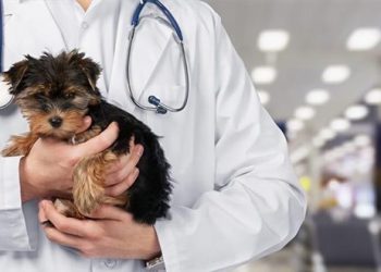 Veteriner Hekimler özlük hakları bakımından sağlık çalışanı kabul edilmek istiyor