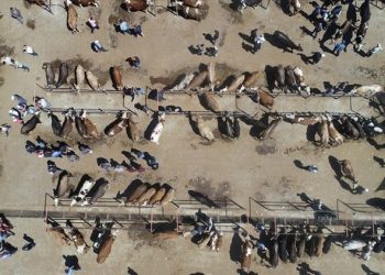 Veteriner Hekimlerden kurbanlık alacaklara ‘küpe’ ve ‘pasaport’ uyarısı