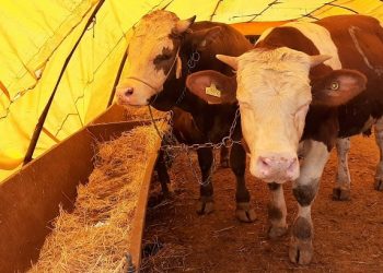 Kurbanlıklarda maymun çiçeği tehlikesi var mı? Ferahlatan açıklama geldi
