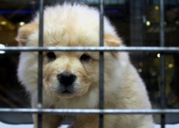 Türk Veteriner Hekimleri Birliği’nden ‘petshop’ açıklaması