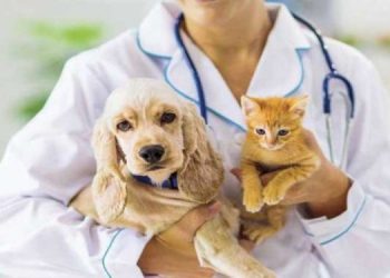 Veteriner Hekimler, sağlıkta şiddet yasası çerçevesinde değerlendirilmek istiyor