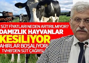 Çiğ süt fiyatları neden artırılmıyor? Damızlık hayvanlar kesiliyor ahırlar boşalıyor! TVHB’den Bakanlığa süt çağrısı!