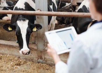 Süt İneklerinin Kesime Gönderilmesini Engelleyecek Tedbirler Alınmalıdır.