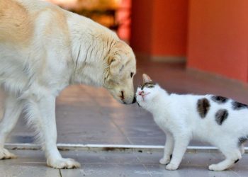 “Hayvan Hakları Kanunu daha caydırıcı olmalı”
