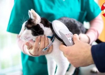 Mikroçip uygulamasının süresi doluyor: “Ayda 150-200 bin mikroçipe ihtiyaç var, Bakanlık süreyi uzatmazsa istenilen hedefe ulaşılamayacak”