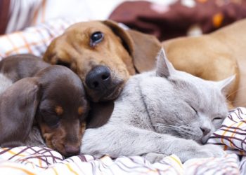 Mikroçip Uygulaması İçin Son Tarih Yaklaşıyor!