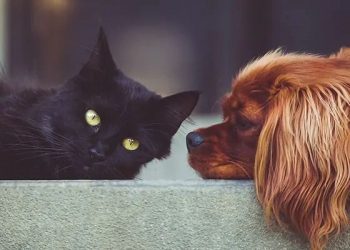 Türk Veteriner Hekimleri Birliği’nden kedi, köpek ve gelinciklerin kimliklendirilmesine ilişkin bilgilendirme!