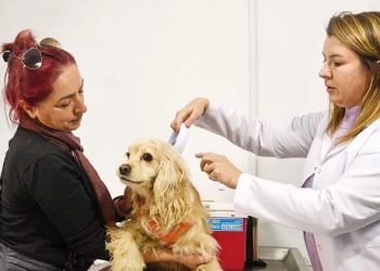 Çipsiz hayvanlar da tedavi edilecek