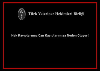 Hak Kayıplarımız Can Kayıplarımıza Neden Oluyor!