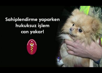 Sahiplendirme yaparken hukuksuz işlem yapmak can yakar!