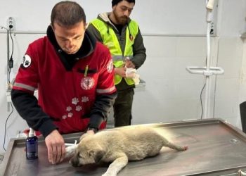 Türk Veteriner Hekimleri Birliği’nden deprem bölgesine destek