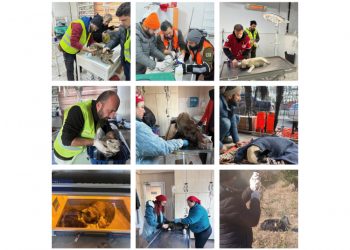 VETERİNER HEKİMLER DEPREM BÖLGESİNİ YALNIZ BIRAKMADI