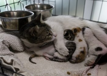 Depremde yaralanan can dostlara sıcak yuva aranıyor