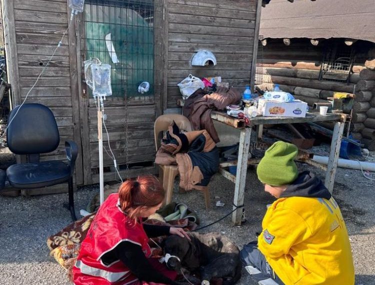 Türk Veteriner Hekimleri Birliği’nden acil çağrı!