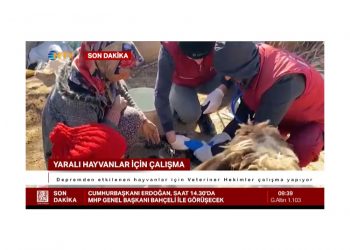 Depremden etkilenen hayvanlar için Veteriner Hekimler çalışma yapıyor
