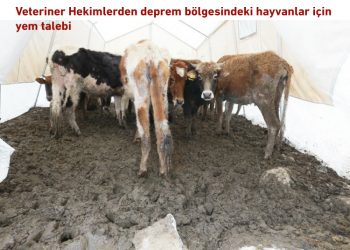 Veteriner Hekimlerden deprem bölgesindeki hayvanlar için yem talebi