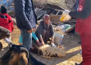 DEPREM BÖLGESİNDEKİ HAYVANLARA TEDAVİ VE MAMA DESTEĞİ ..