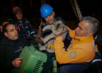 Deprem bölgesindeki evcil hayvanlar mikroçip sayesinde sahiplerine kavuşuyor