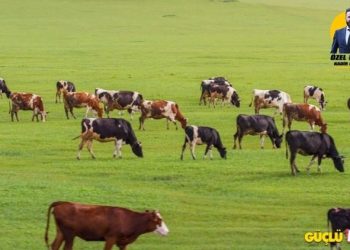 TVHB’den meralar ve ormanları yapılaşmaya açmayın çağrısı