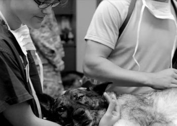 26 Veteriner Hekim ile 7 veteriner hekim adayı depremde hayatını kaybetti