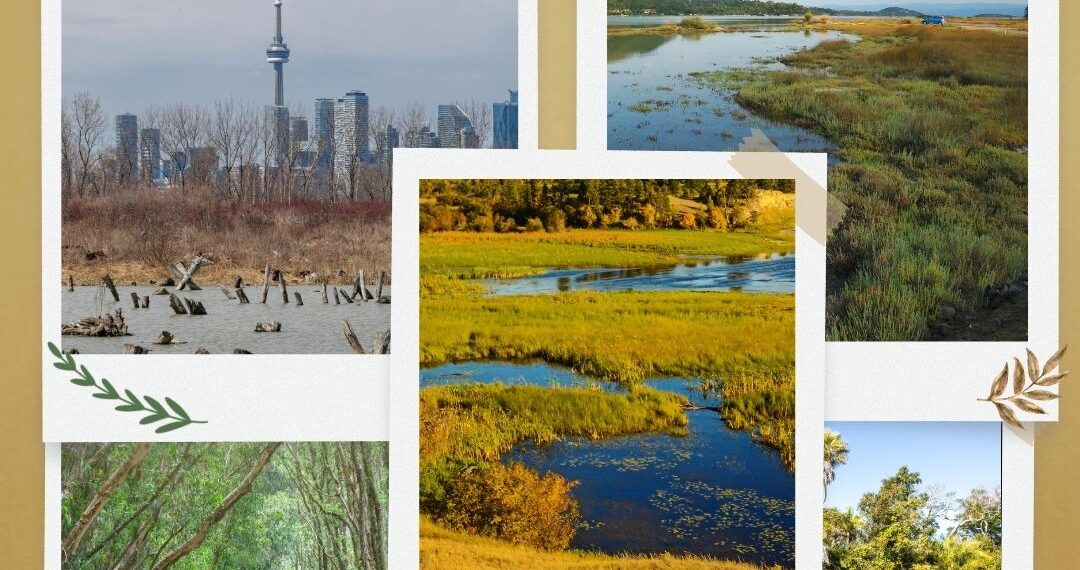 2 Şubat Dünya Sulak Alanlar Günü Basın Açıklaması