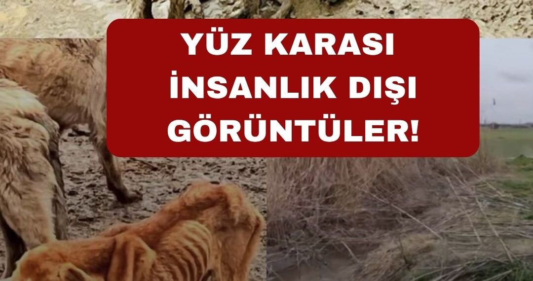 Ali EROĞLU: Dehşet anları, uzun süredir biriken ihmallerin ve sistematik yetersizliklerin sonucudur